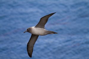 Elsehul, South Georgia Island 283.jpg